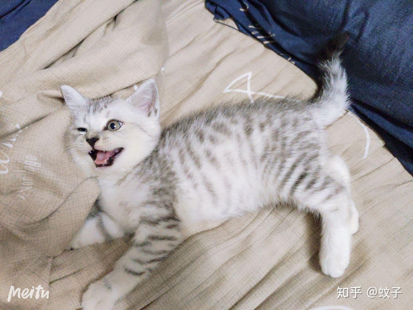 狸花和英短的串串是啥样的? - 知乎