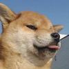 陈皮