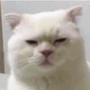派大喵