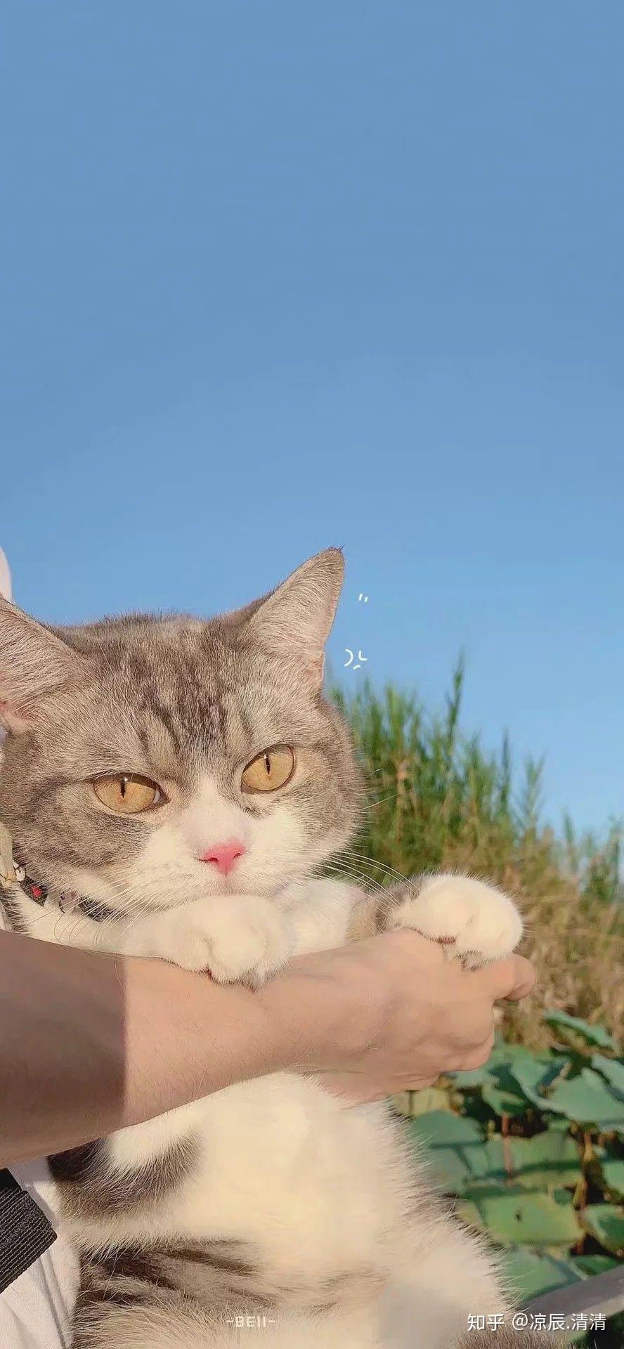 反正不是高冷或者高高在上的那种画风就比较动漫化的)?