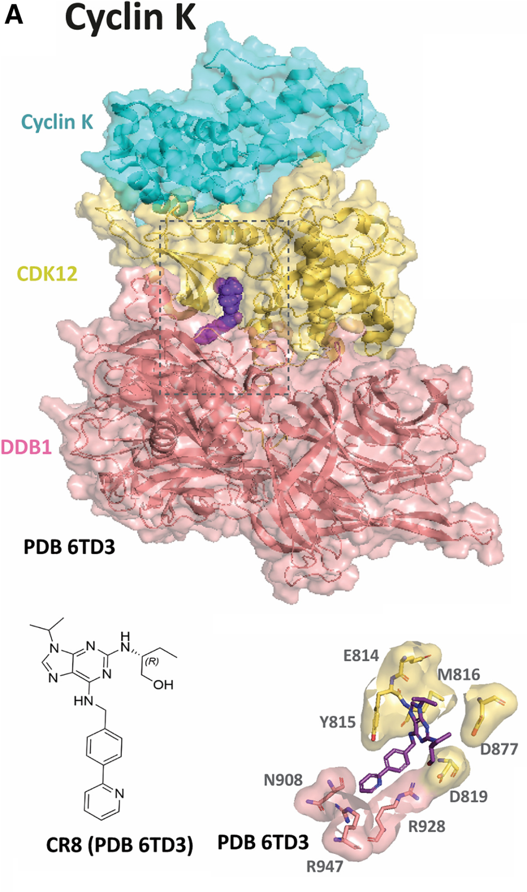【Cell Chemical Biology】降解型分子胶分子机制总结 - 知乎