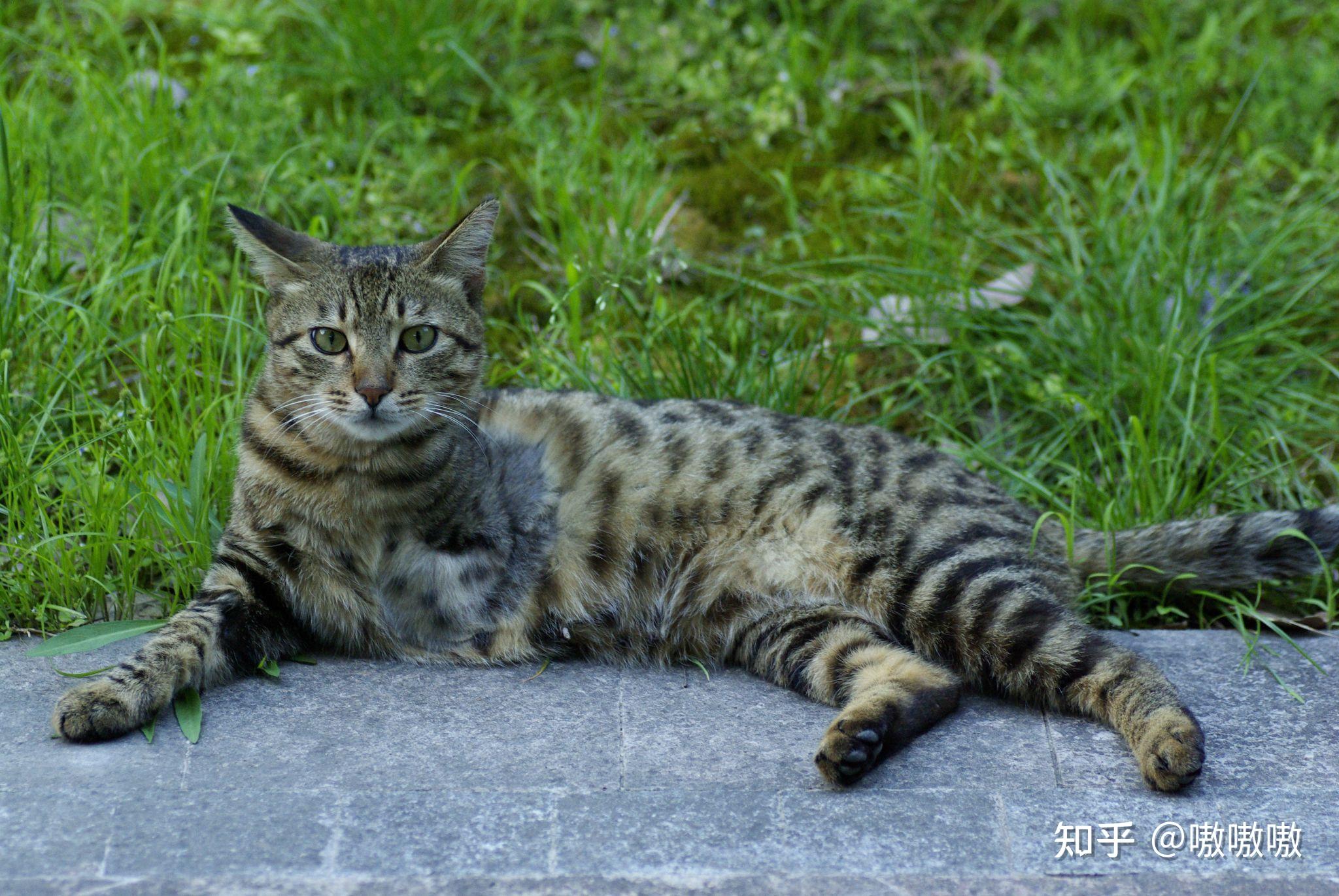 中国特有的狸花猫有多强大