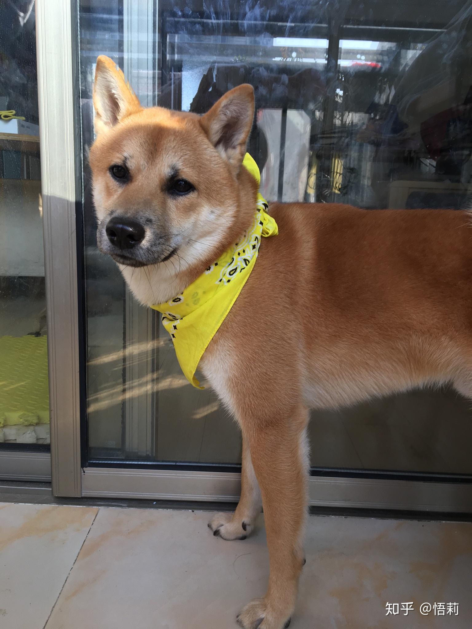 这柴犬品相怎么样? - 知乎