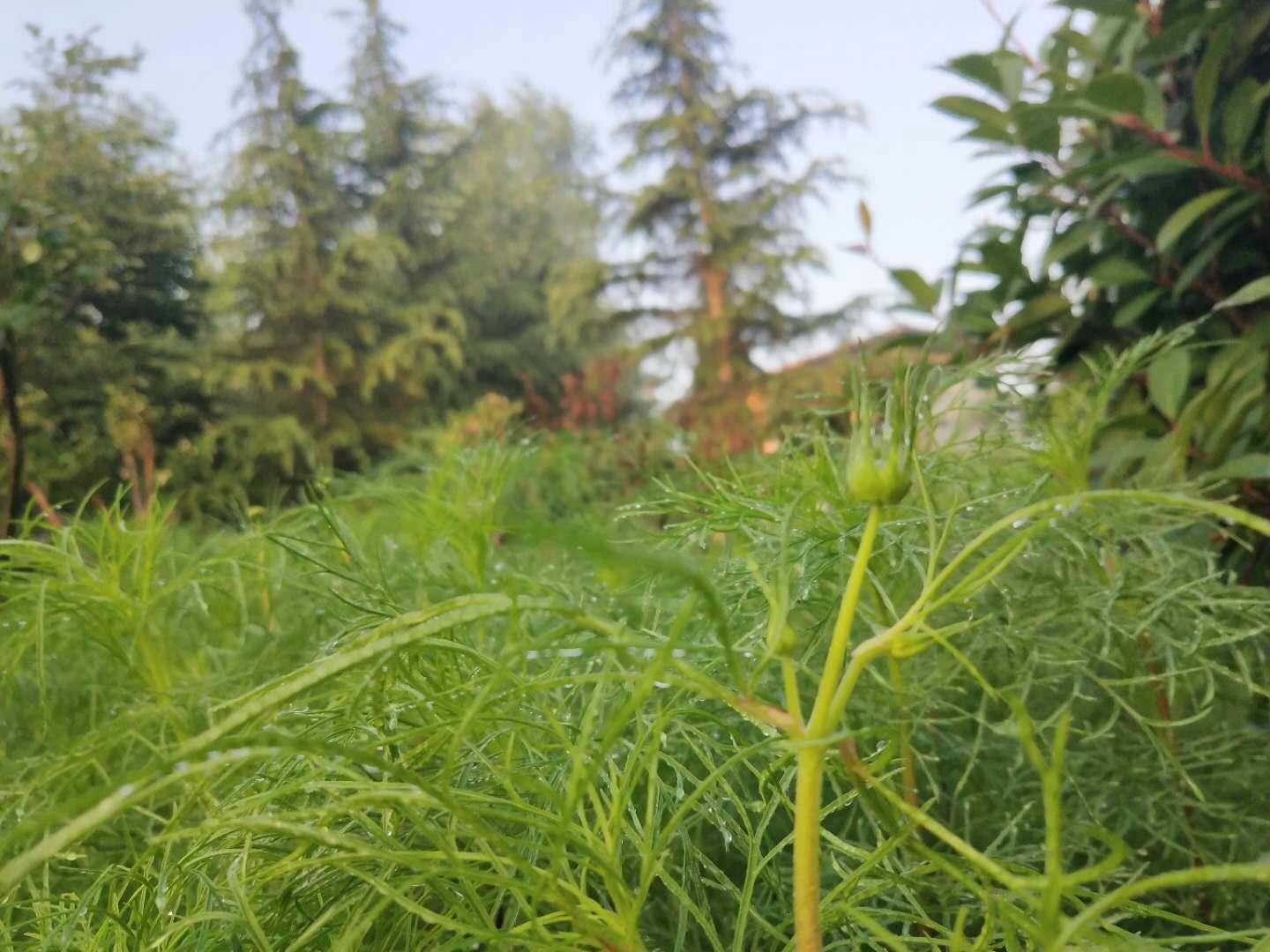 它是天然的抗癌食物 被誉为 万寿果芽 別再扔掉了 知乎