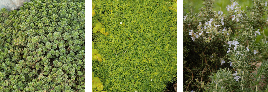 室内观赏植物种类