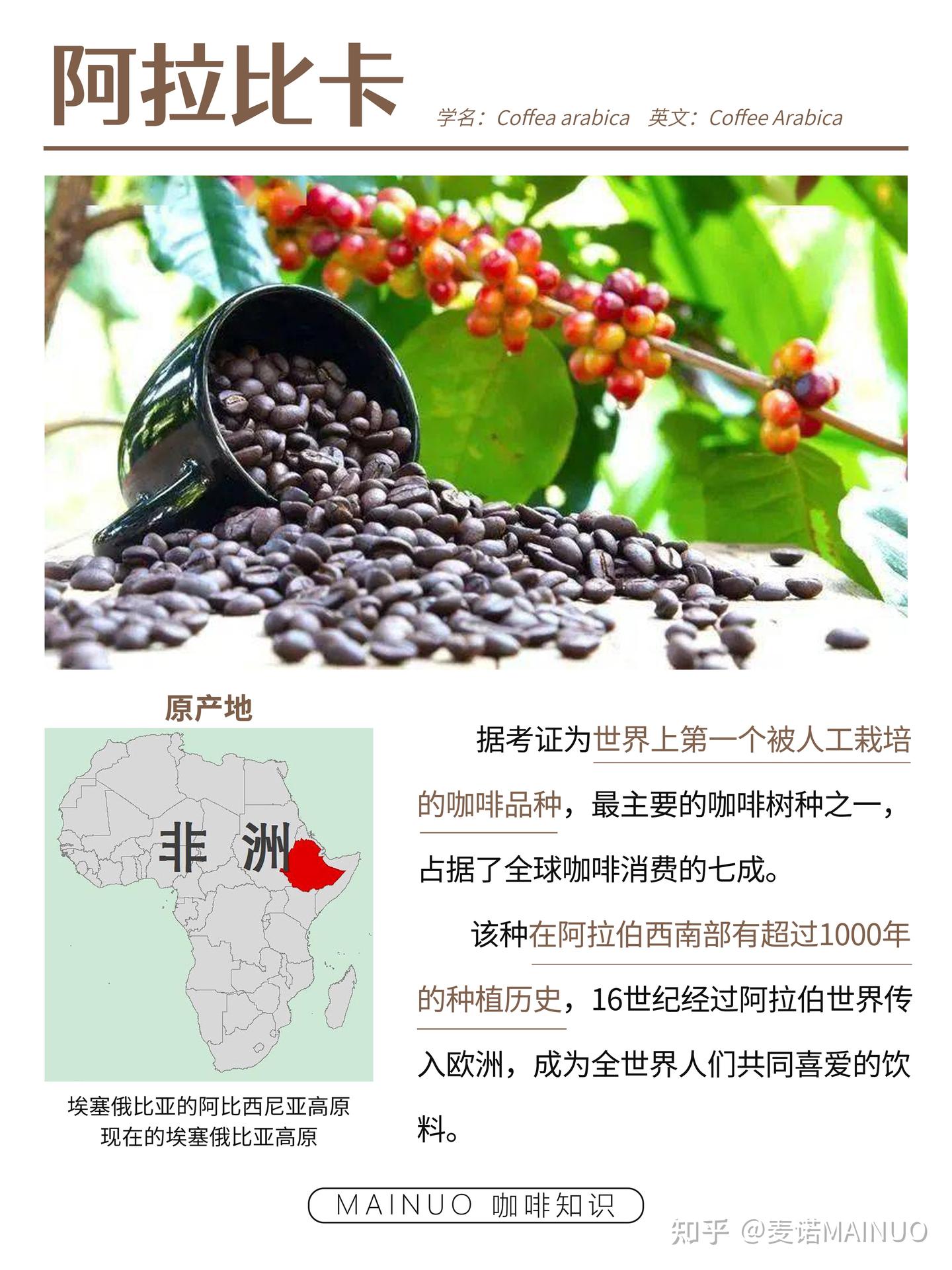咖啡知识·三大原生种之阿拉比卡咖啡豆- 知乎
