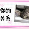 流浪猫目击同伴车祸离世 坐遗体旁不愿离去 网友 心碎了 小花