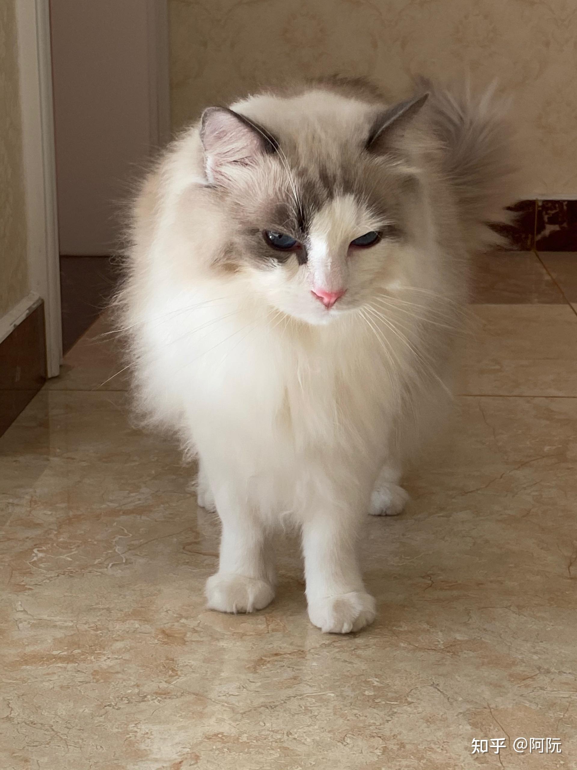 一半面具的布偶猫长大了长什么样?