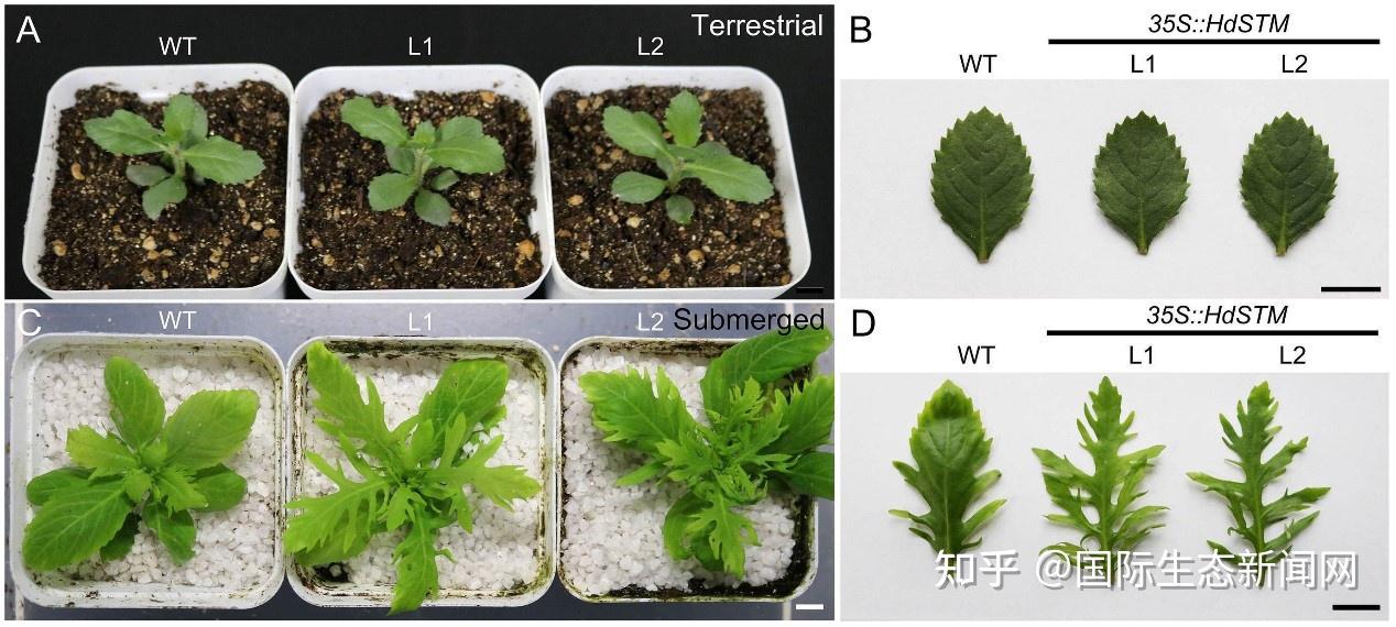 水生植物异形叶调控的分子机制研究 - 知乎