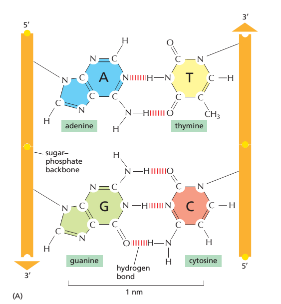 如何理解crick444遗传密码表中的碱基互补配对
