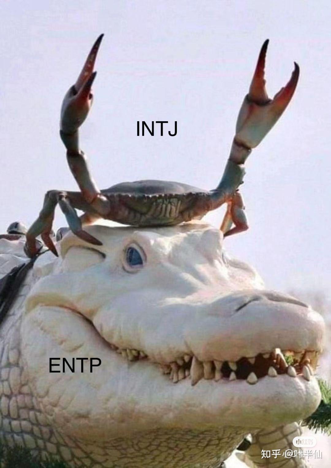 INTJ梗图一览 - 知乎