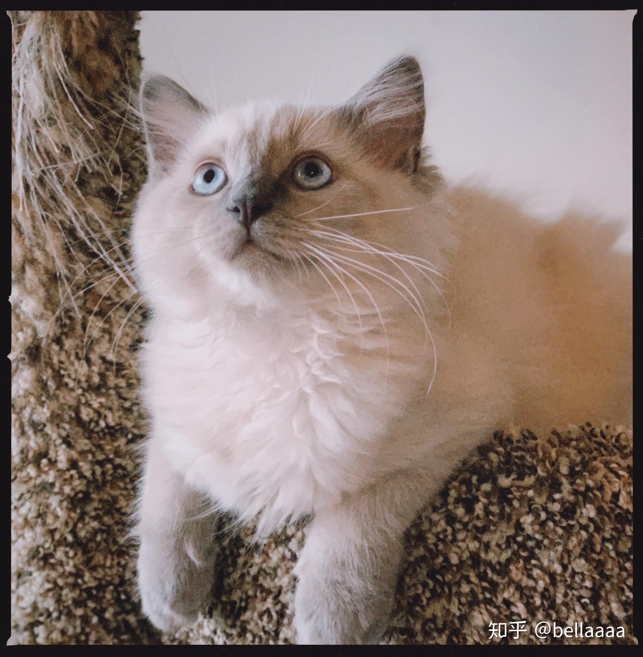 想问问养猫的铲屎官,宠物店朋友圈发的重点色布偶猫的"重点色"是什么