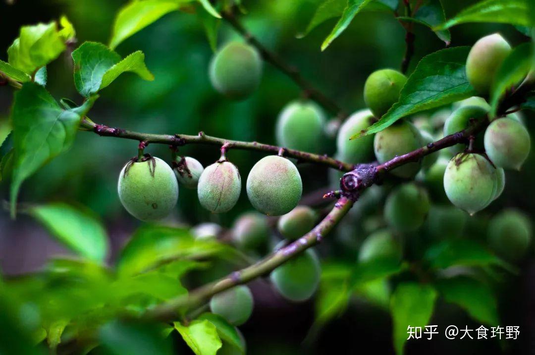 陪伴大家长大的梅子,你真的了解吗? - 知乎