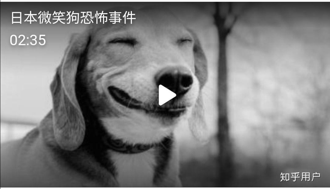 smile dog恐怖原图意思图片