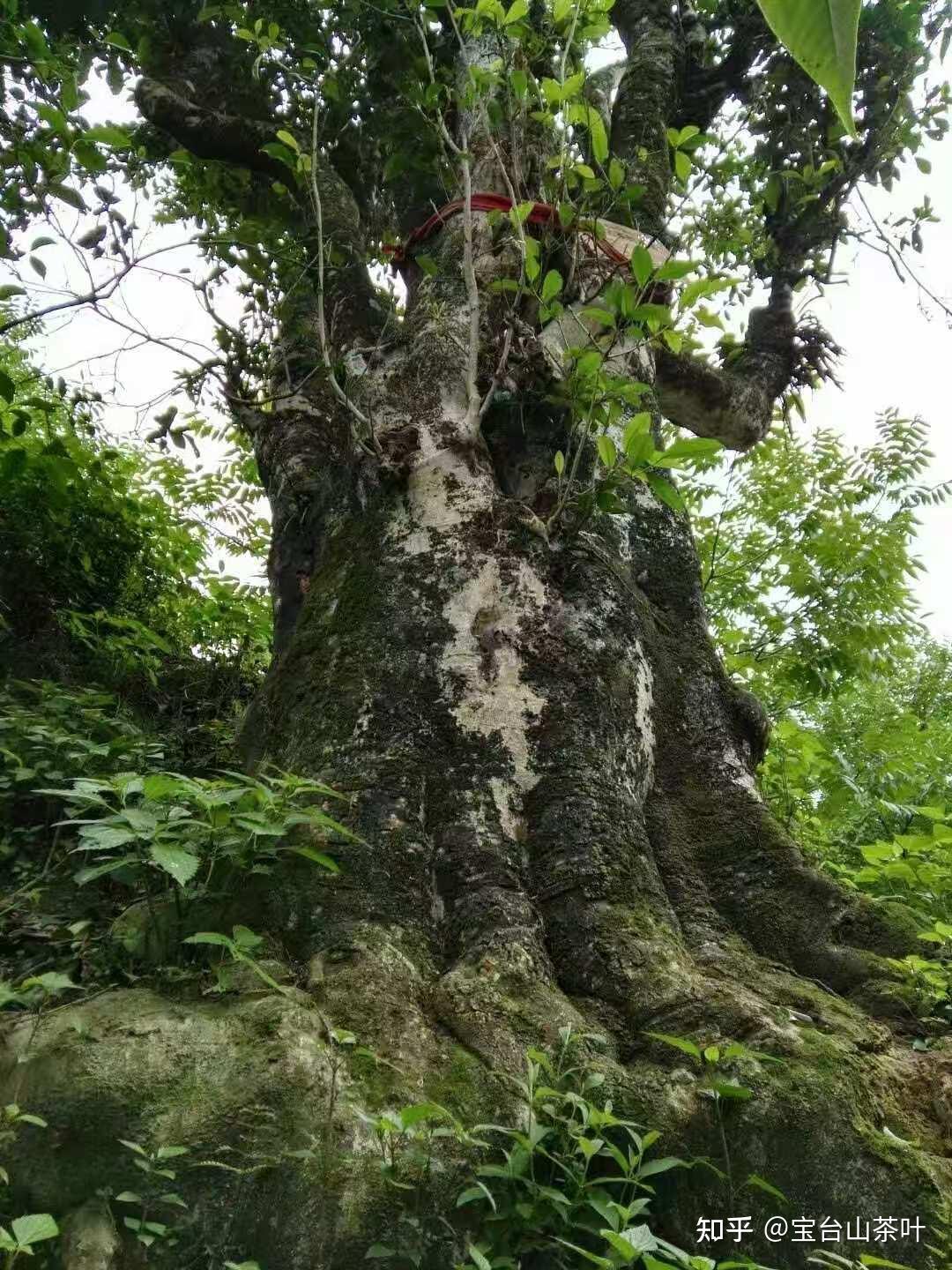 百年老树已难得,千年古树茶是真实存在还是营销神话?茶树年龄究竟如何科学测定? - 知乎