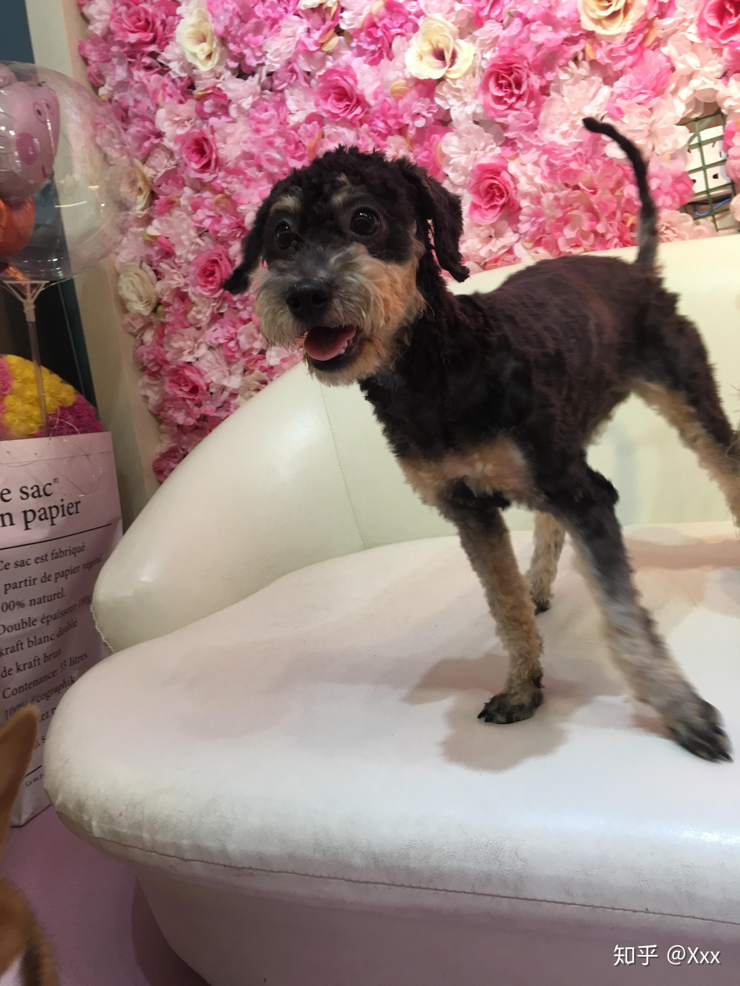 想要一只跟它一模一样的泰迪雪纳瑞串.哪位知友有的?