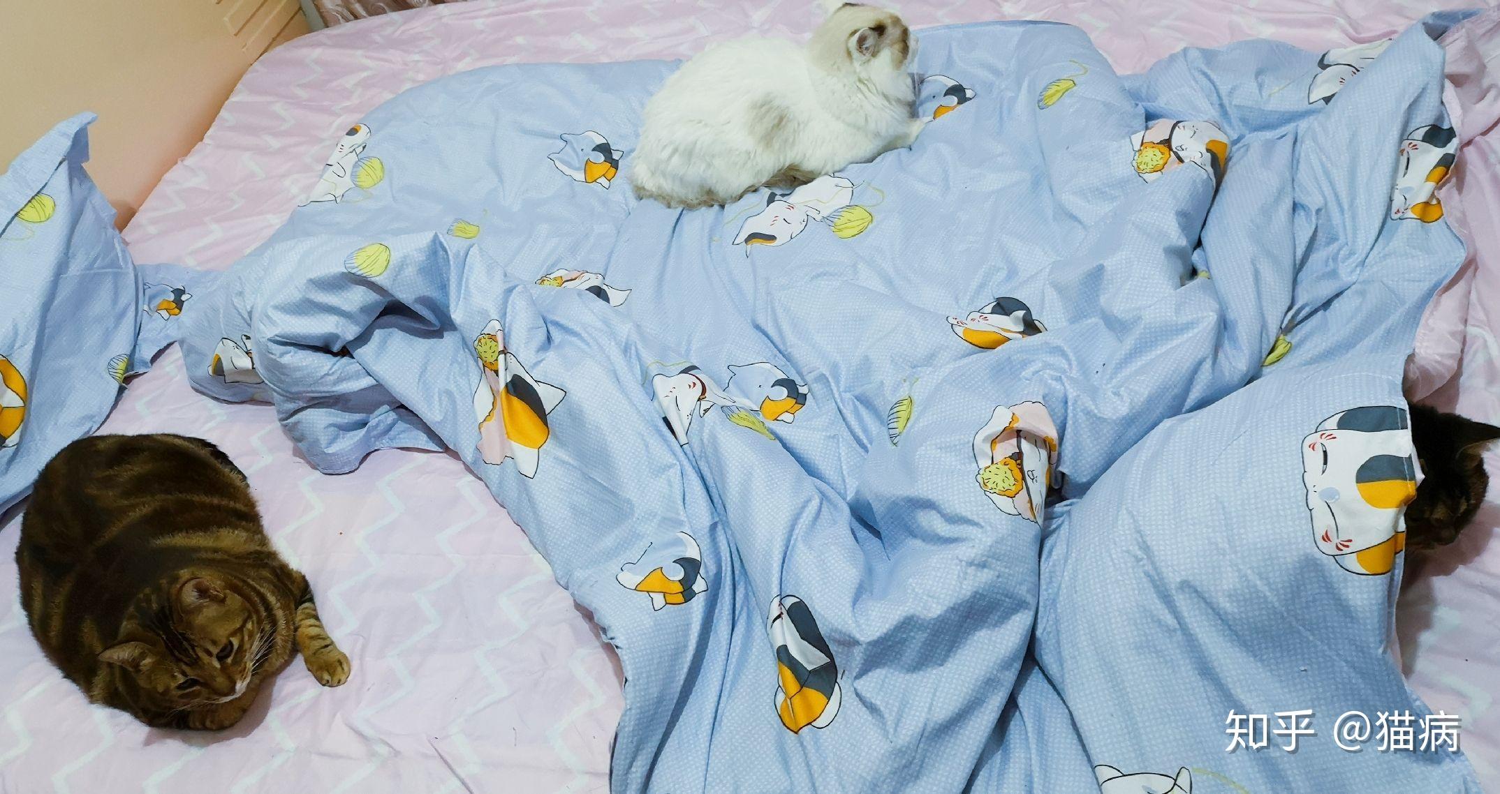 冬天被子里长出猫是怎样的体验?