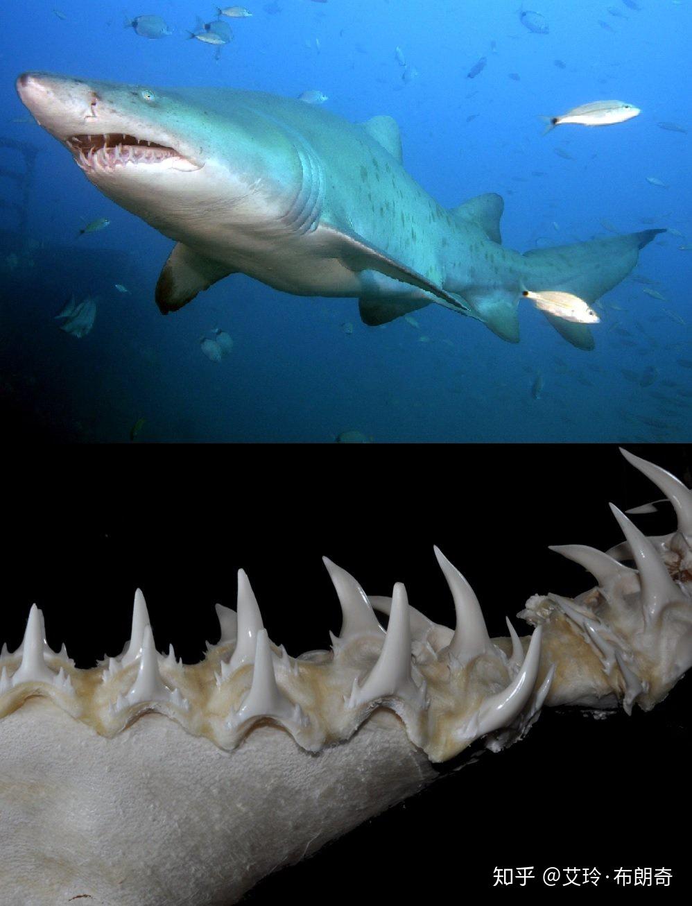 鲨鱼咬人只咬一口