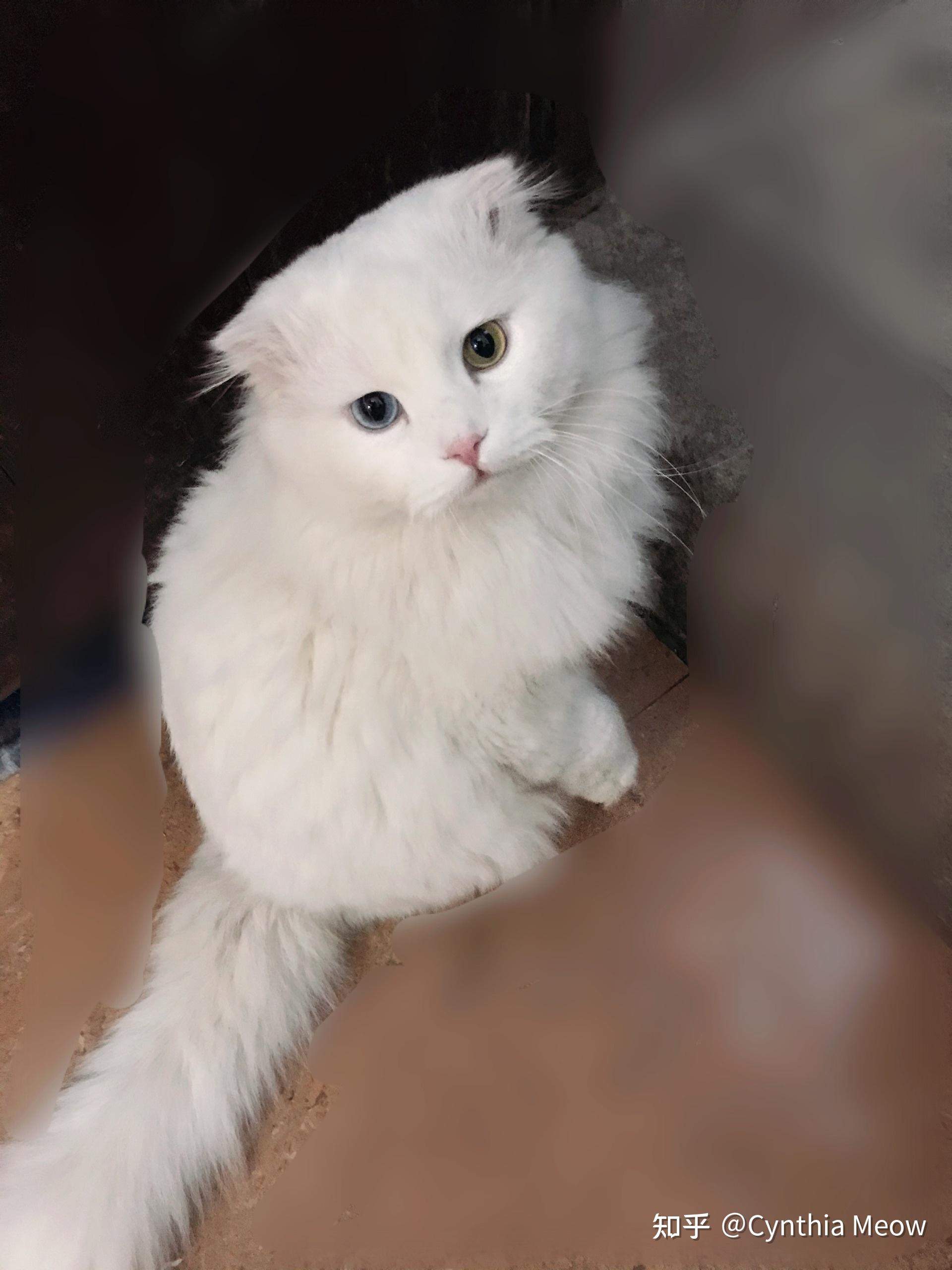 一只异瞳折耳蓝猫多少钱? - 知乎