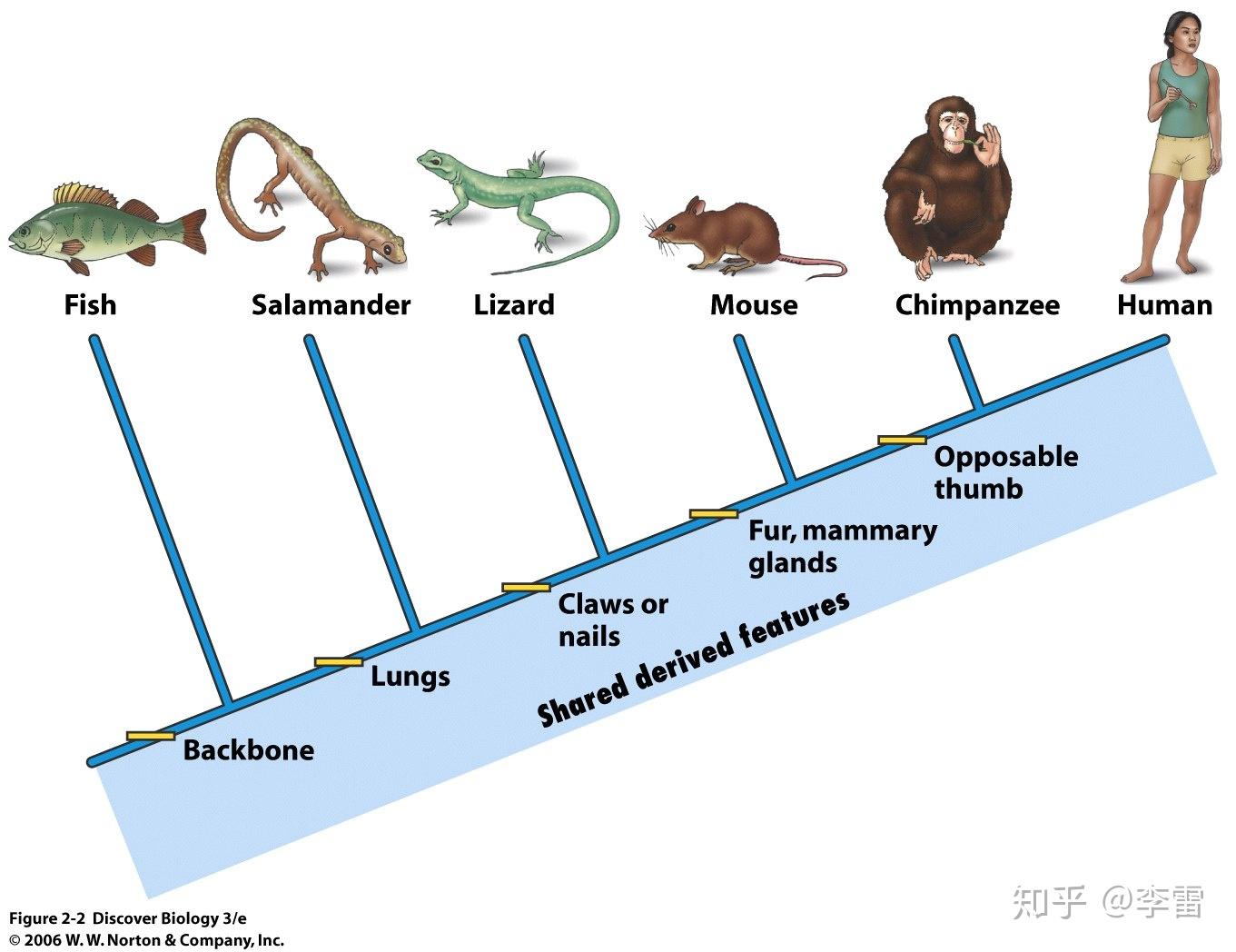 為什麼我們日常見到的大多數爬行或哺乳動物普遍進化成了四條腿