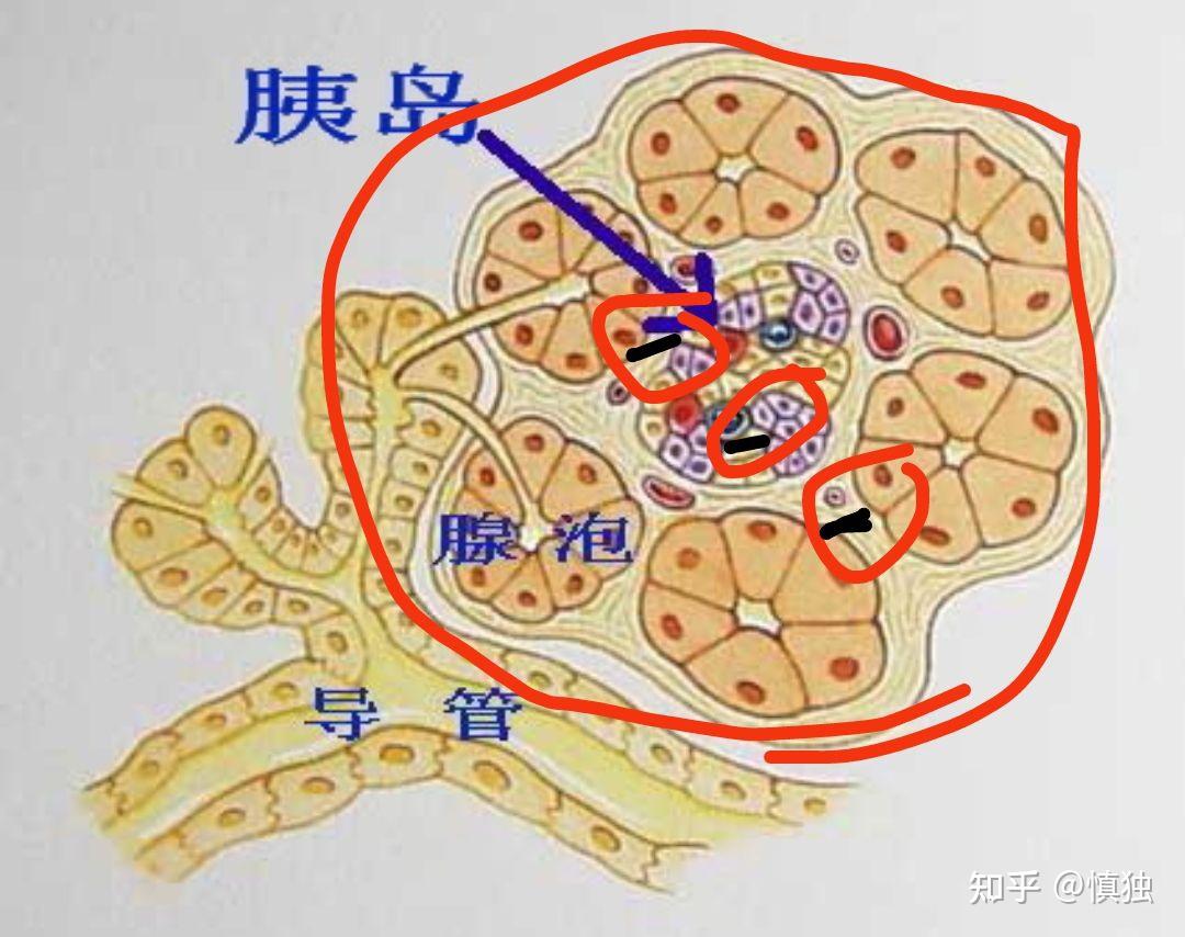 近视的人看到的灯光是一团像细胞一样的颗粒这到底是什么