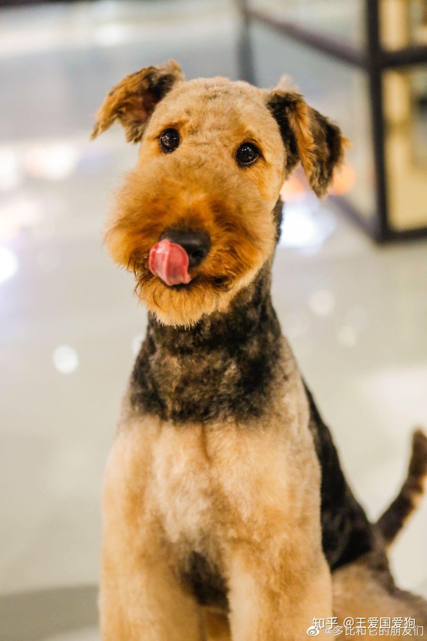 万能梗好养吗?它的优点和缺点有哪些? - 知乎