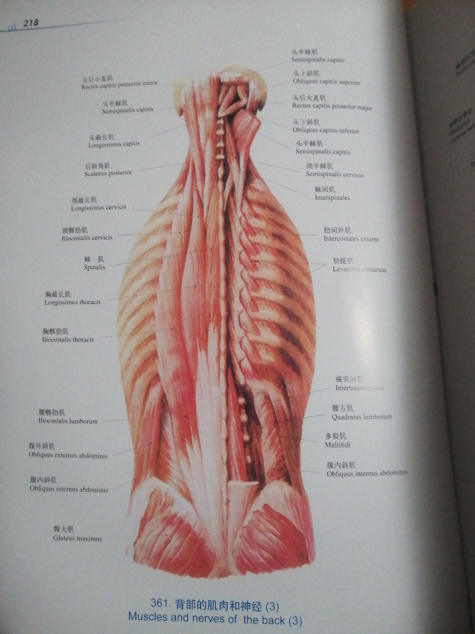 脊柱上的韧带有哪些各有什么功能
