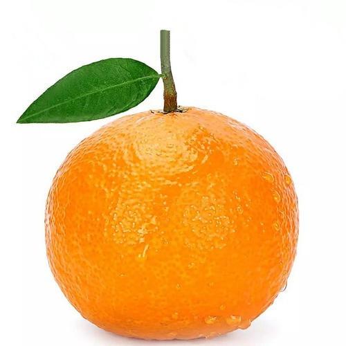 柑小橘酱