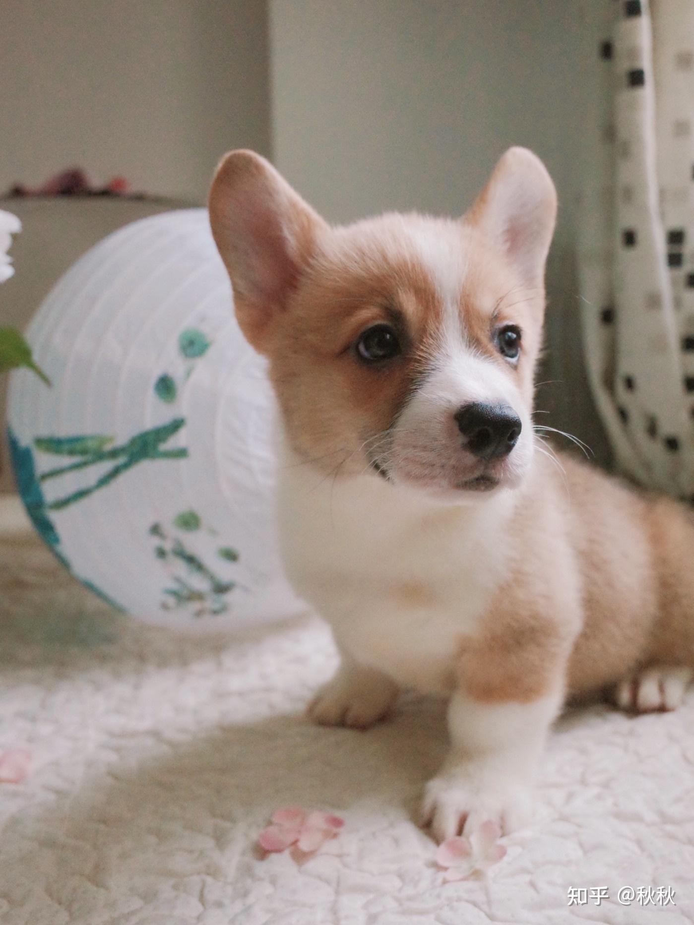 晒晒你们家柯基的照片,你们家柯基长什么样? - 知乎