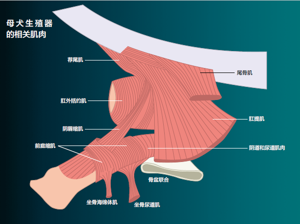 小动物骨盆部解剖图 部分 知乎
