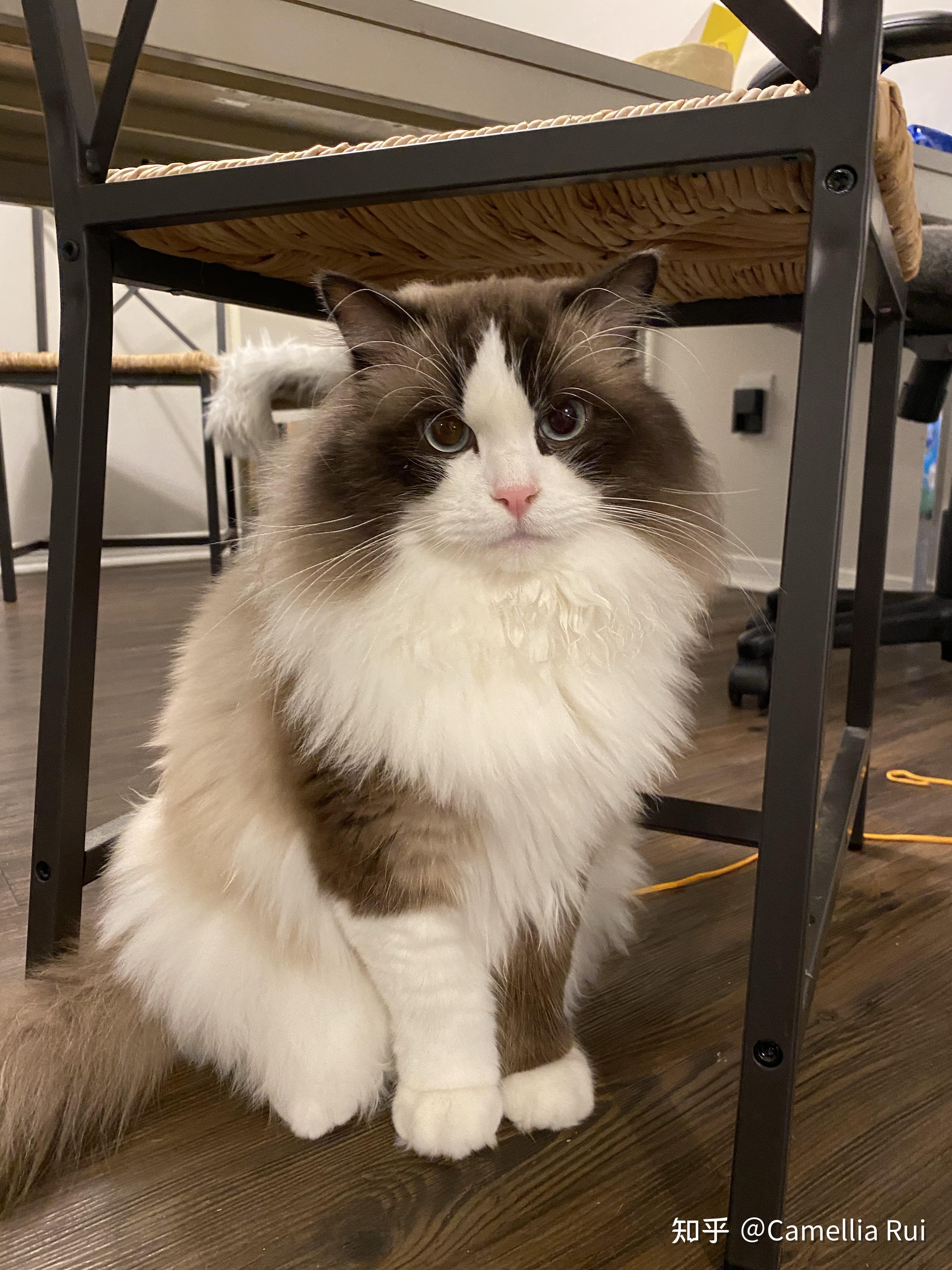 海双布偶猫成年后的颜色会达到多深