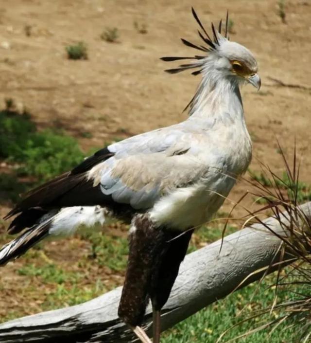 蛇鹫被誉为非洲毒蛇的天敌它究竟有多厉害