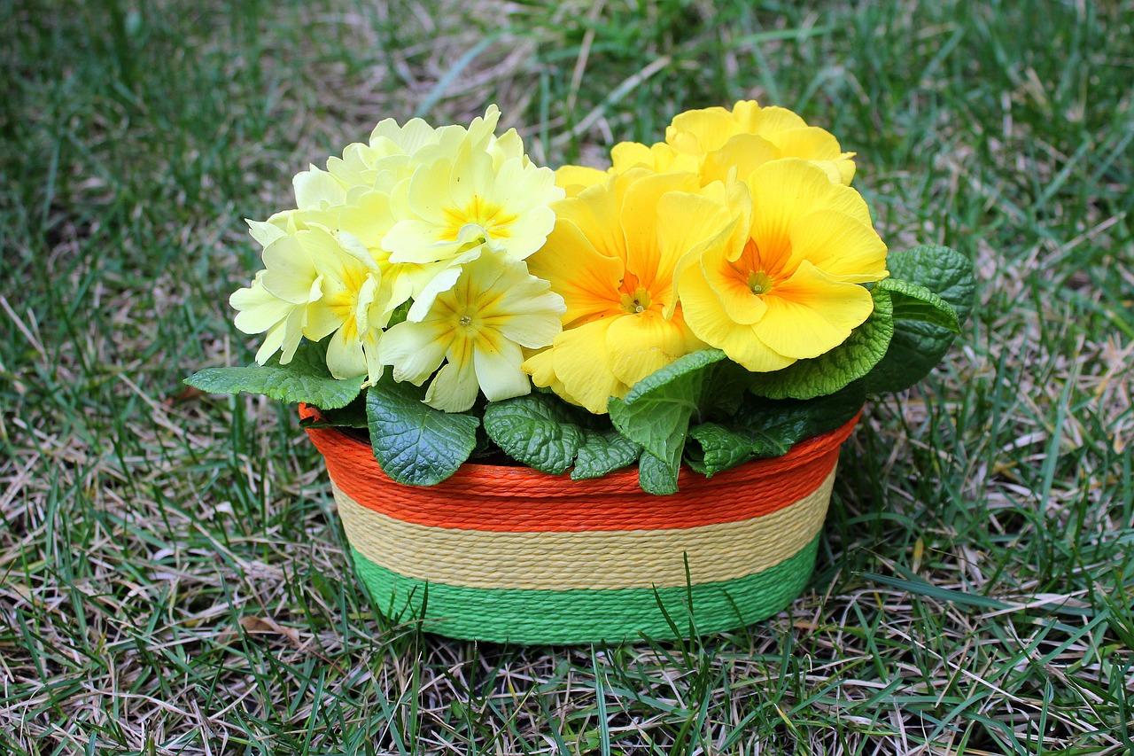 4. 木质花盆适用性