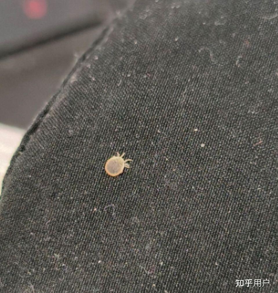 这是什么虫子,圆圆扁扁的,会吸血吗?