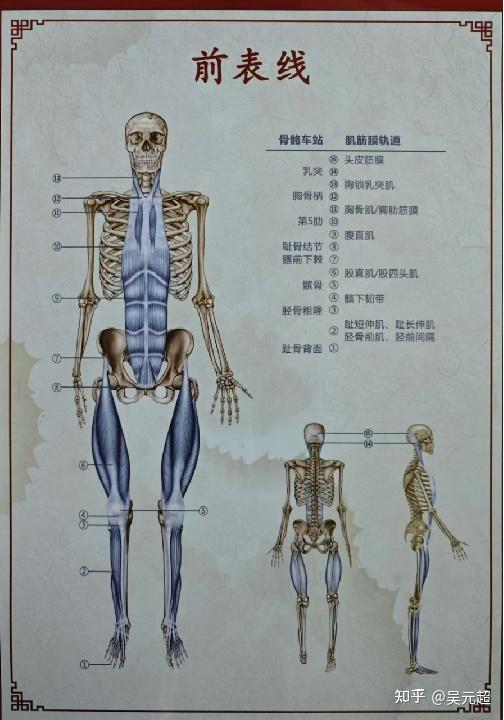 筋膜链 - 知乎