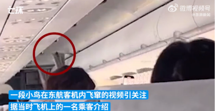 高空飞行的飞机舱内飞出小鸟！网友表示：小鸟想旅行了 - 知乎
