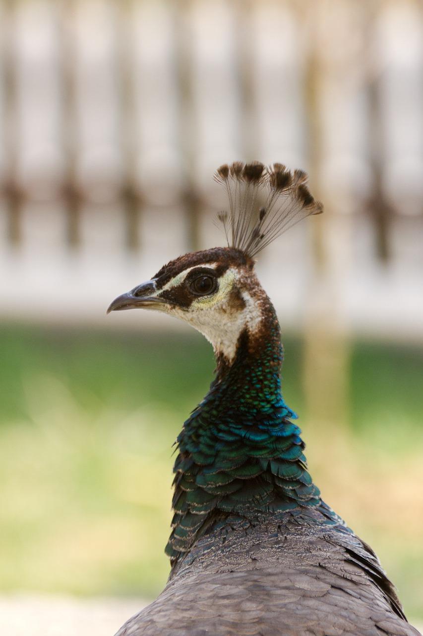 孔雀城户型解析