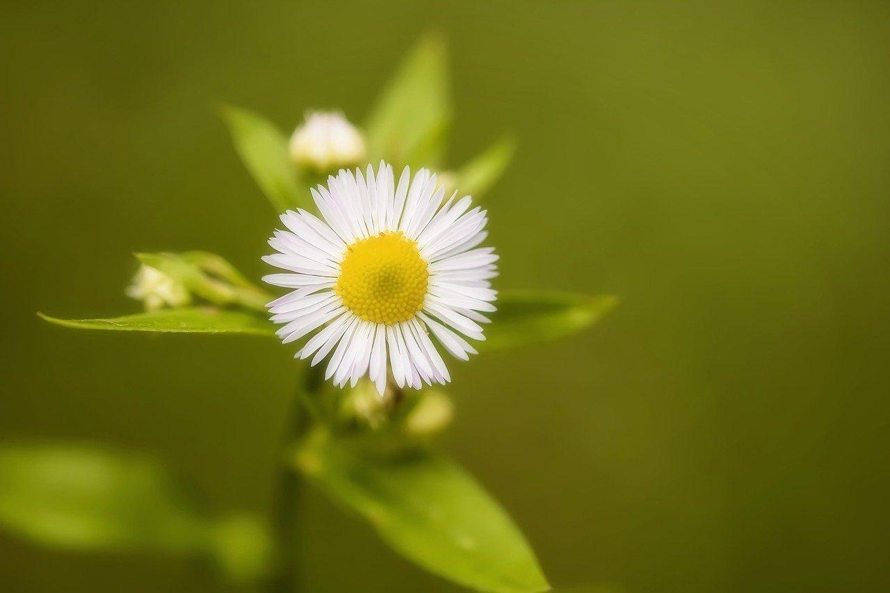 盆景夏天肥大了 如何