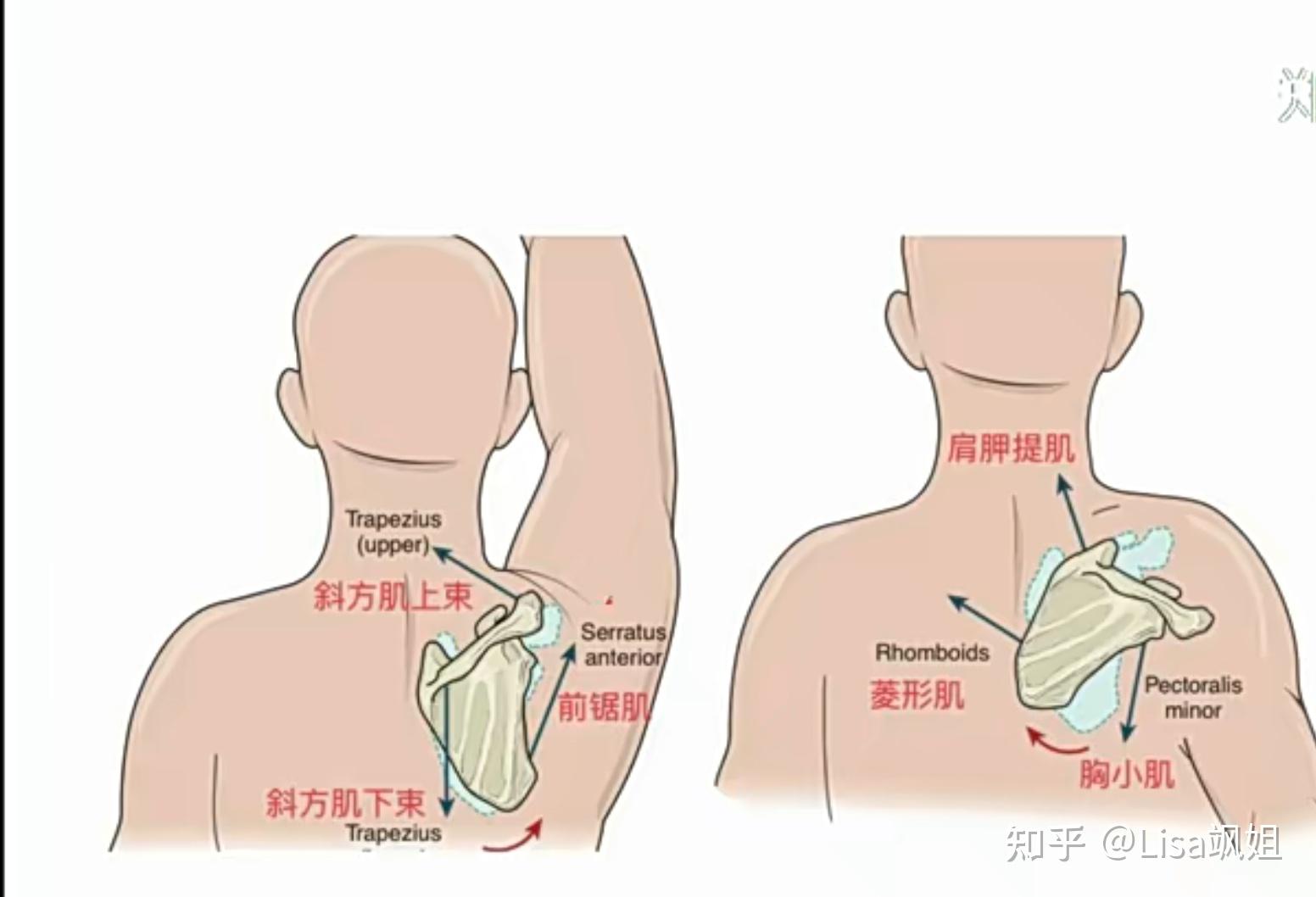 前锯肌-改善翼状肩胛 - 知乎
