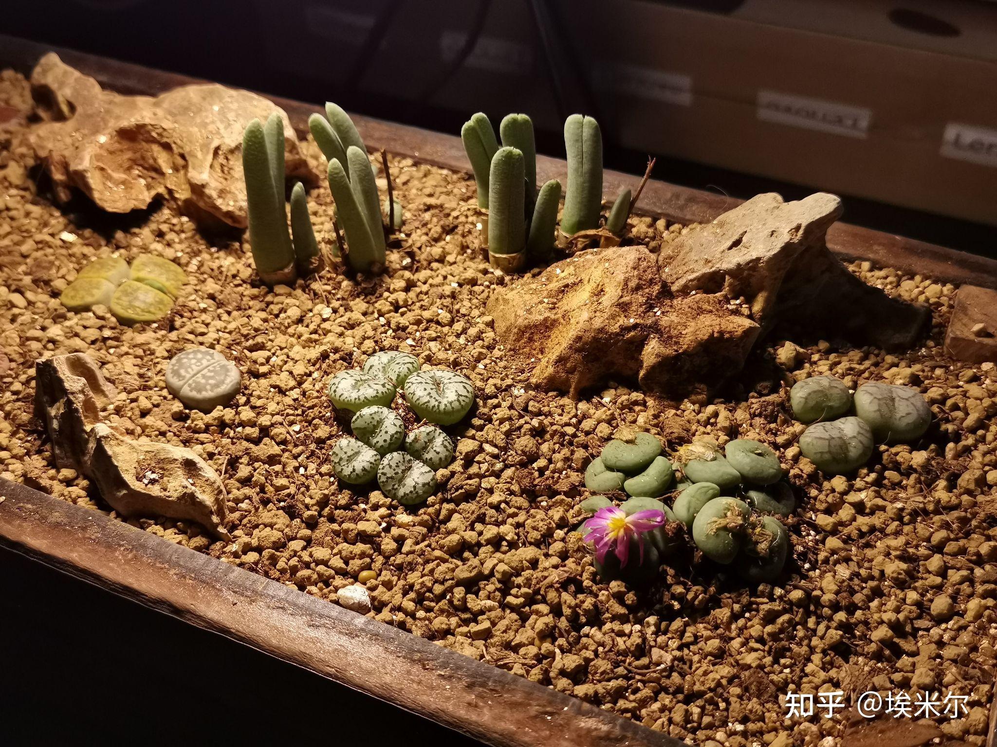 各位老哥,晒晒你们的生石花拼盘素材吧,让我学习学习? - 知乎