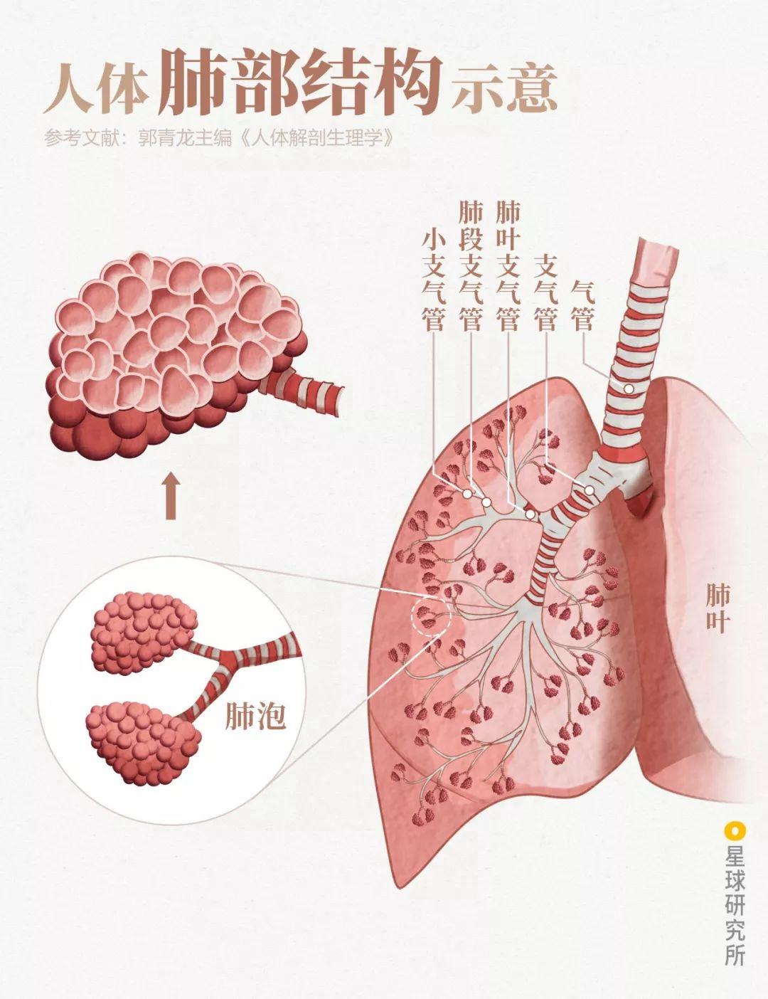 当病毒入侵人体后,免疫系统如何抵御?