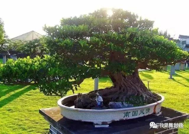 世界上最贵盆栽，一盆就是一座房子- 知乎