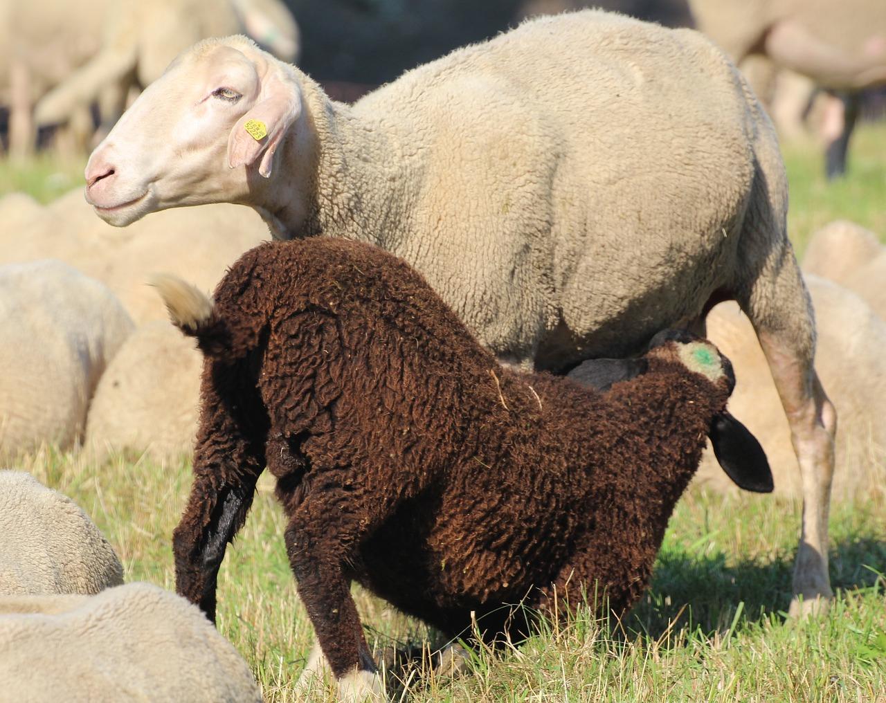 羊鼠一旦休是什么意思