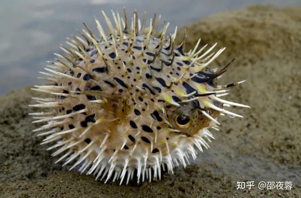 动物科普:富含胶原蛋白的鱼,是一个不好惹的“刺头”-六斑刺鲀 - 知乎