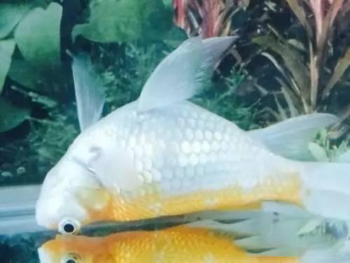 鱼放水里一晚上可以吗 v2-988563a89ec46b8cacd2027b5ea8e243_1440w.jpg?source=172ae18b