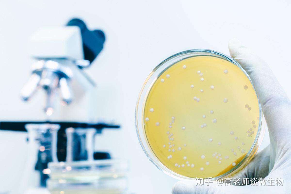 快速了解细菌的分类、形态、大小 - 知乎