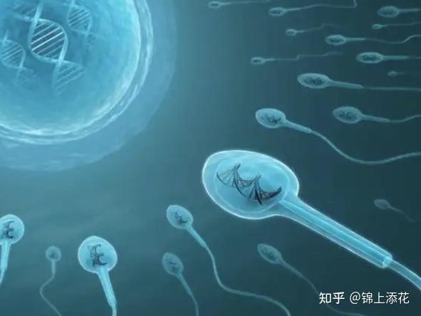 精子畸形率高,还能生出正常的孩子吗?今天告诉你真实答案! - 知乎