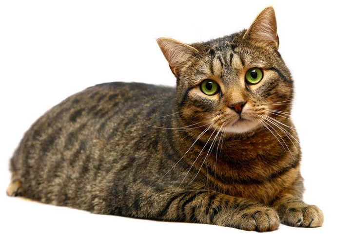 如何区分虎斑猫和狸花猫 知乎