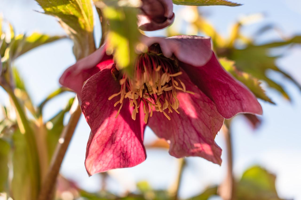 广玉兰怎么繁殖