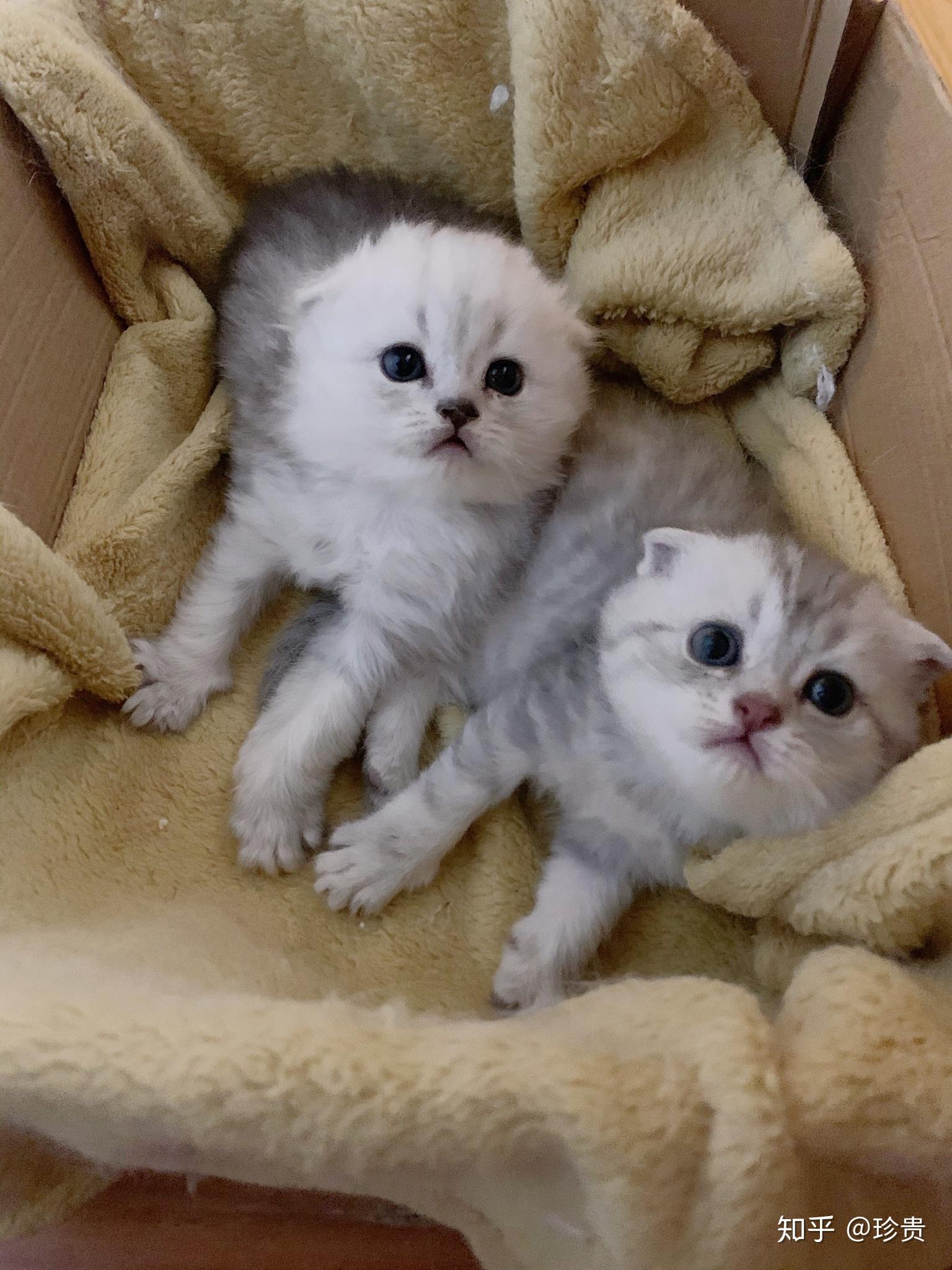 英短蓝白和银渐层可能生出这样的狸猫花色吗